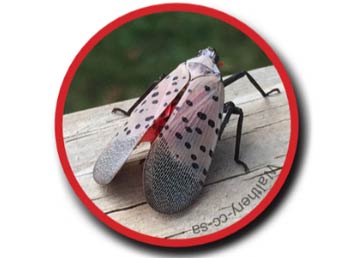 Adult Spotted Lanternfly