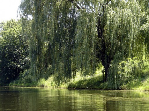 willow-trees2