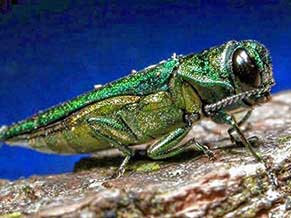 Emerald Ash Borer