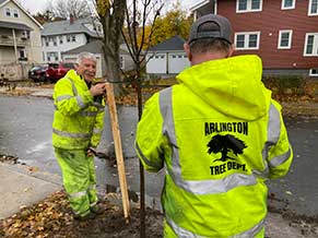 Tree division planting a tree