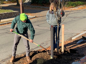 Arlington Public Works Tree Division plants trees in front of resident's home.