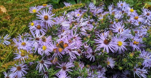 Asters