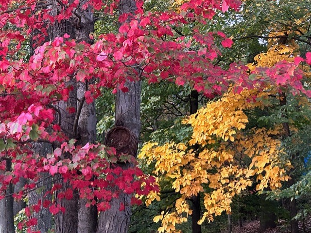 Red and yellow foliage seen on Mt. Gilboa