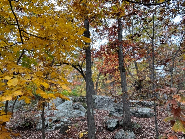 Exposed bedrock and trees seen from the interior of the Mt. Gilboa site