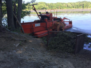 Water Chestnut Harvesting