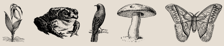 A black and white lithograph of a flower, frog, bird, mushroom, and butterfly